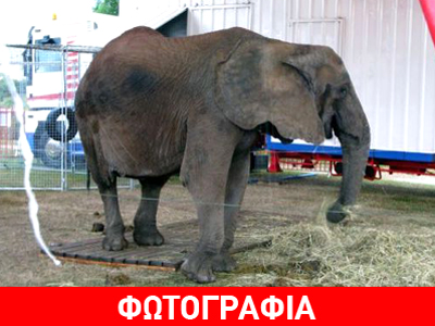 Σκοτώθηκε από ελέφαντα στο Παρίσι