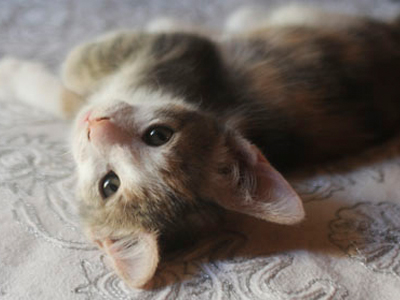 Μωρά γατάκια περιμένουν να τα υιοθετήσετε