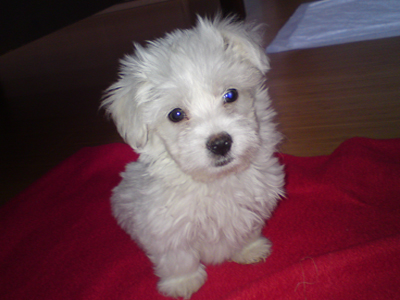 Χάθηκε ο Τίτος