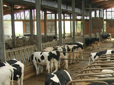 Τραγικός θάνατος 17χρονου σε μονάδα εκτροφής αγελάδων