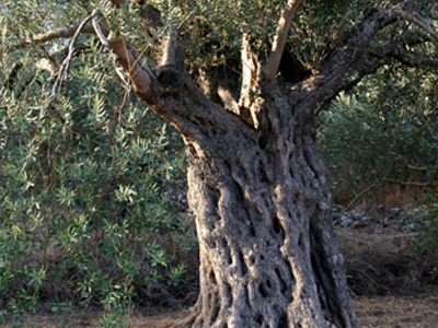 Διαμαρτύρονται για την αλόγιστη χορήγηση αδειών κοπής δέντρων