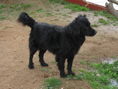 Tree ο χαδιάρης!