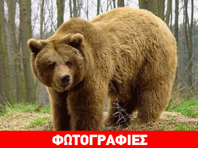 Διαμελισμένη αρκούδα στην Εγνατία Οδό
