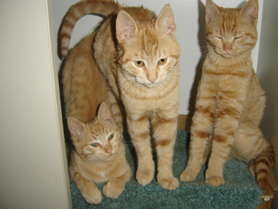 Χαρίζονται τρία υγιέστατα γατάκια