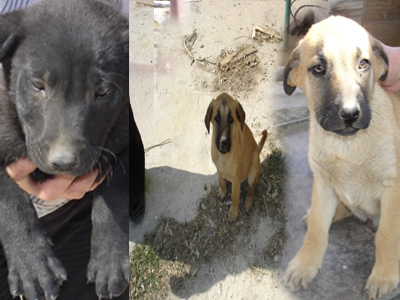 Τριπλή χαρά για όποιον τα δεχτεί