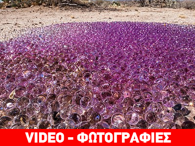 Μυστήριο με «μοβ αβγά» που βρέθηκαν στην Αριζόνα