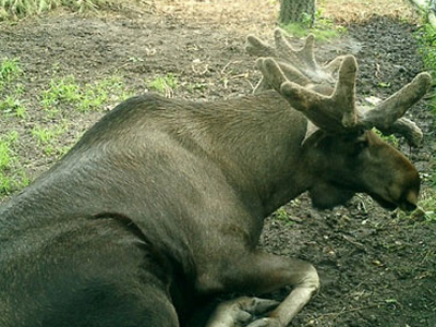 Αντιμέτωποι με… μεθυσμένα ελάφια Αντιμέτωποι με… μεθυσμένα ελάφια