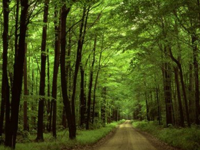 Απαγόρευση κυκλοφορίας σε δάση και εθνικούς δρυμούς