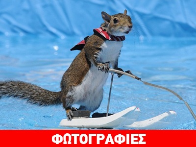 O σκίουρος που μας τρέλανε!