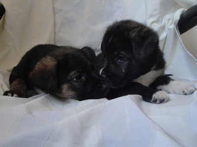 Ψάχνουν αγκαλιά