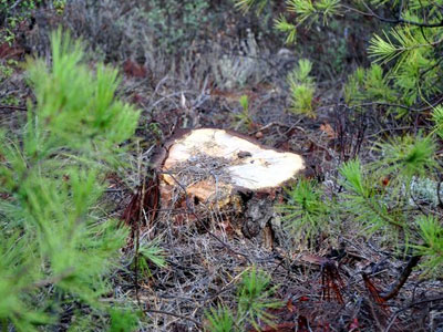 Εισαγγελική έρευνα για την παράνομη υλοτομία στο Αιγάλεω