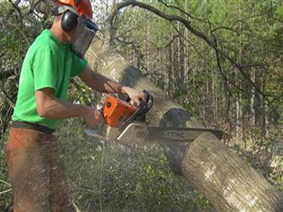 «Πιάστηκαν» να κόβουν ξύλα παράνομα