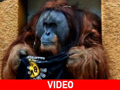 Η Νέλι έδειξε Μπάγερν και ο Γουόλτερ Μπορούσια