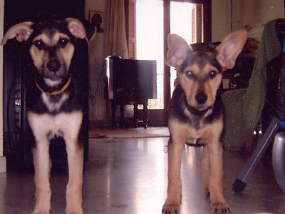 Χαρίζονται ημίαιμα λυκόσκυλα κουτάβια