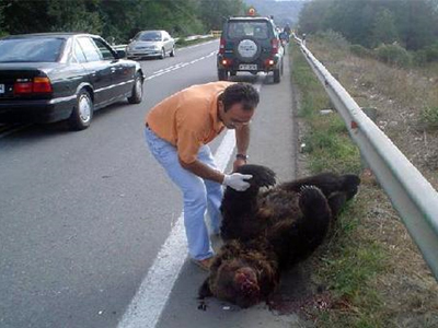 Άγρια ζώα θύματα τροχαίων