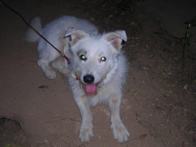 Παμούκ: Ένας πιστός, παντοτινός σύντροφος