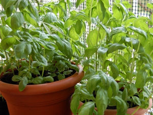 Μαζί με τον βασιλικό….