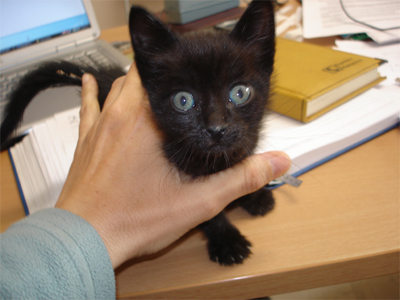 Μαυροτσούκαλο γατάκι δίνεται για υιοθεσία