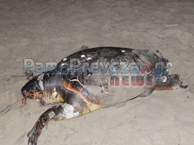 Νεκρή καρέτα-καρέτα στην Πρέβεζα