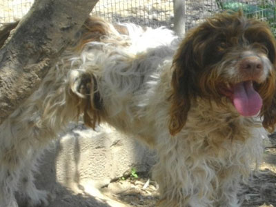 Σκυλίτσα ζητά φιλοξενία