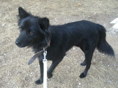 Χαρίζεται βελγικό λυκόσκυλο