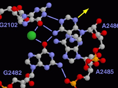 Eλληνικές διακρίσεις στη βιολογία