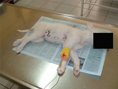 Ξάνθη: Πέταξε το κουτάβι από το μπαλκόνι του σπιτιού του!