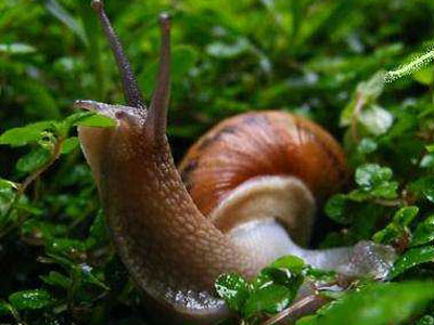 Τα ζώα στην υπηρεσία της επιστήμης της υγείας