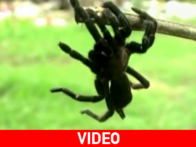 Στον ιστό της αράχνης χωριό στην Ινδία