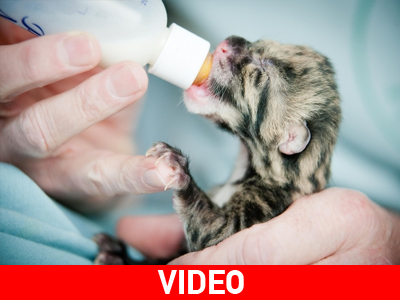 Η.Π.Α.: Γεννητούρια σε ζωολογικό κήπο