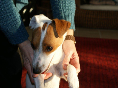 Βρέθηκε θηλυκό τζακ ράσσελ τεριέ