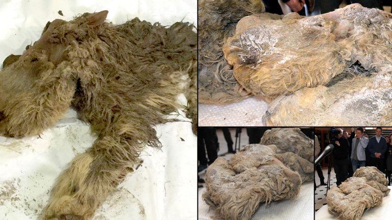 Μωρό προϊστορικού ρινόκερου βρέθηκε άθικτο στη Σιβηρία