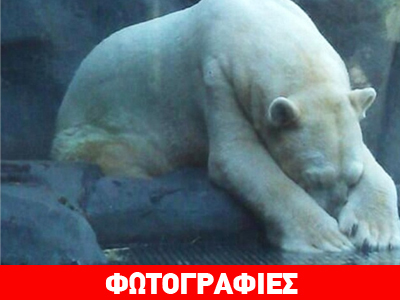Αρτούρο, μια πολική αρκούδα σε… κατάθλιψη!