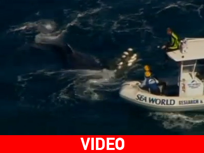 Αυστραλία: Μαζική κινητοποίηση για τη διάσωση φάλαινας