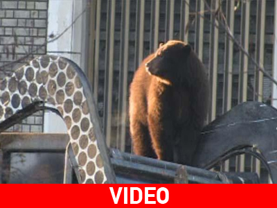 Ένας απρόσκλητος επισκέπτης μαρτυρά μια μεγάλη αλήθεια