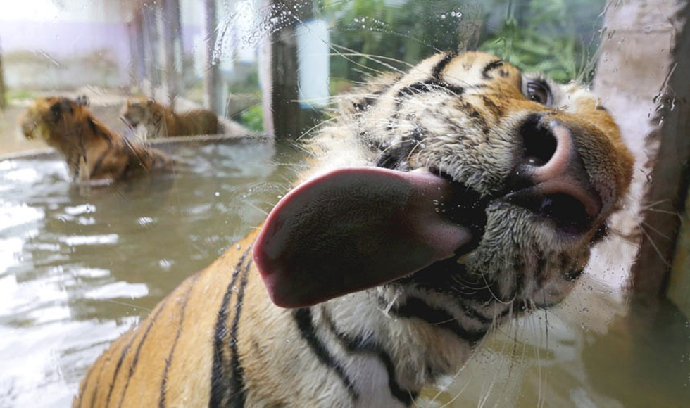 H selfie της τίγρης!