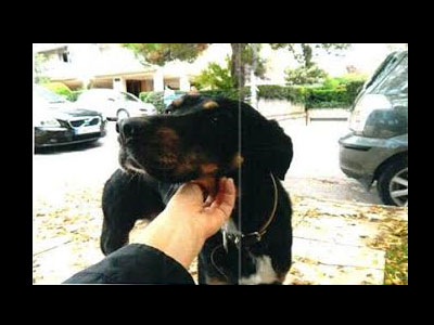 Βοηθήστε να βρεθεί ο Μπόμπης που χάθηκε στην Νέα Πεντέλη