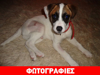 Αλεξανδρούπολη: Υιοθετήστε τον μικρό Καίσαρα