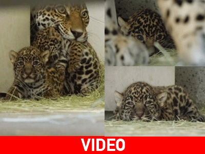 Ιαγουάροι για… φίλημα!