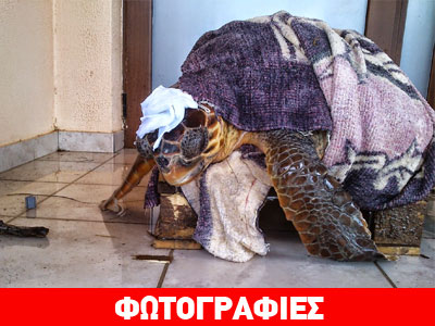 Θεσπρωτία: Νέα διάσωση χελώνας Caretta caretta στη Σαγιάδα
