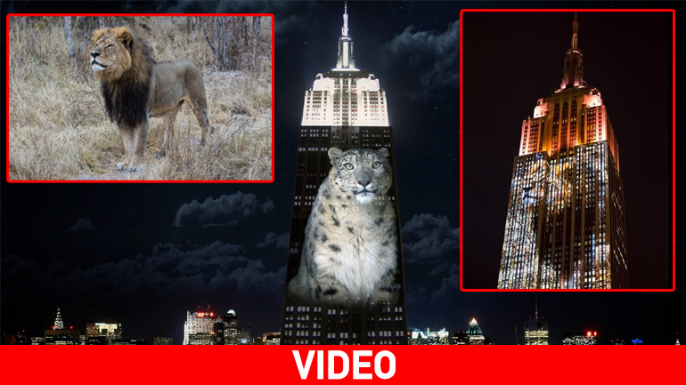 Το λιοντάρι Cecil στην πρόσοψη του Empire State Building