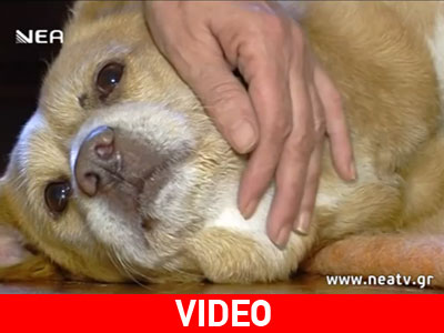 Αερογέφυρα ζωής για τραυματισμένο σκυλάκι