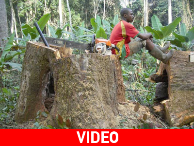 Μάχη για την καταπολέμηση της αποψίλωσης στο Κονγκό Μάχη για την καταπολέμηση της αποψίλωσης στο Κονγκό