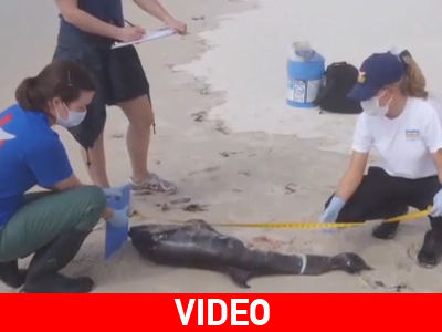 Η.Π.Α. Βρέθηκαν νεκρά οκτώ μικρά δελφίνια
