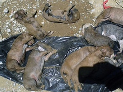 «Έπνιξε» νεογέννητα κουτάβια σε σακούλα