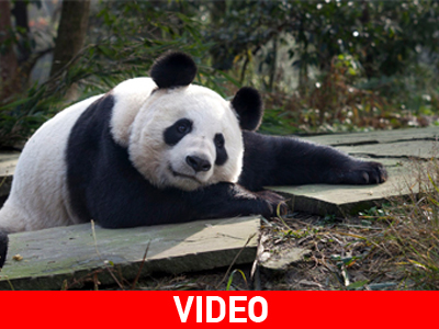 Σύντομα στη Βρετανία Σύντομα στη Βρετανία