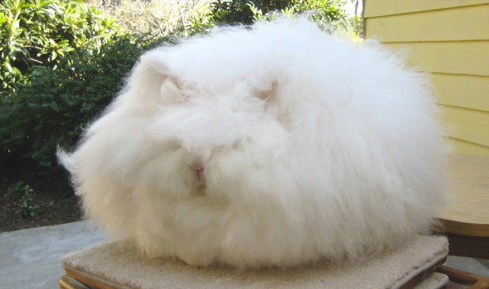 Το… κουνελάκι και η Betty Chu!