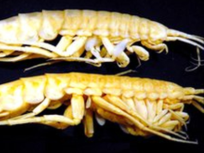 Ανακαλύφθηκε νέο είδος γαρίδας