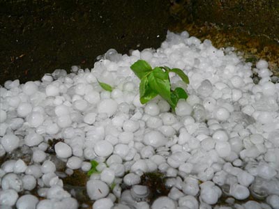Πρέβεζα: Εκπνέει η προθεσμία υποβολής δηλώσεων για αποζημιώσεις από το χαλάζι