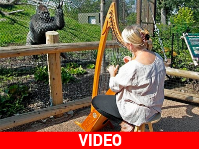 ΗΠΑ: Χαλαρώνει γορίλες και ουρακοτάγκους με την άρπα της!